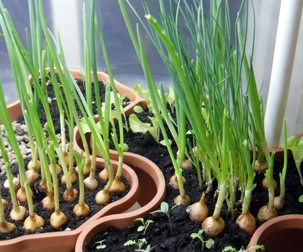 Топ-7 способов выращивания зеленого лука на перо в домашних условиях. Как прорастить лук. 3