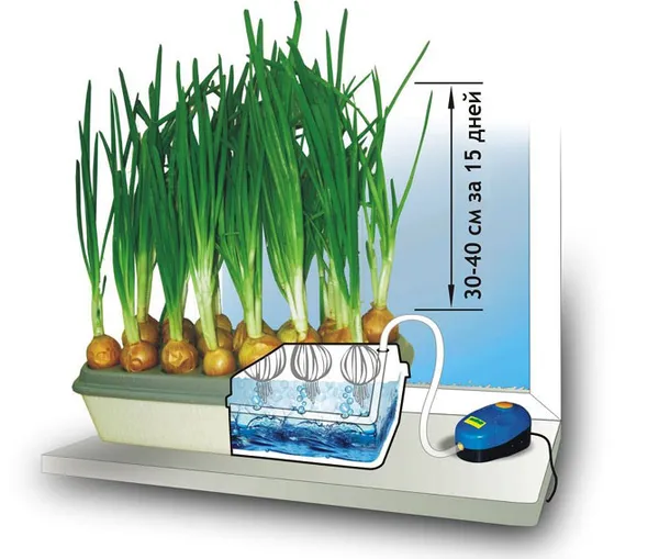 Топ-7 способов выращивания зеленого лука на перо в домашних условиях. Как прорастить лук. 7