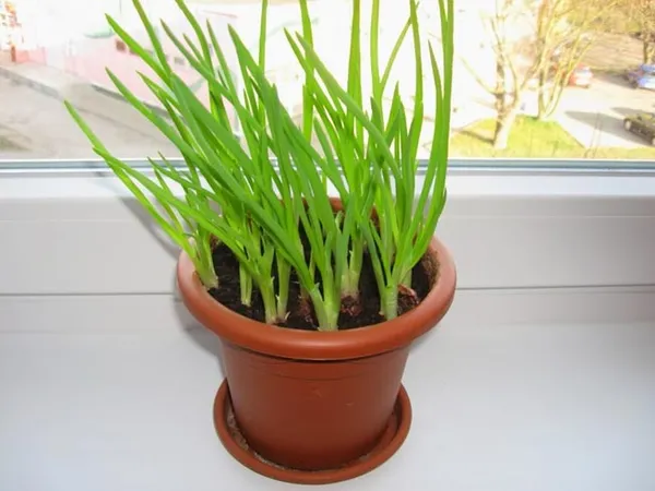 Топ-7 способов выращивания зеленого лука на перо в домашних условиях. Как прорастить лук. 2