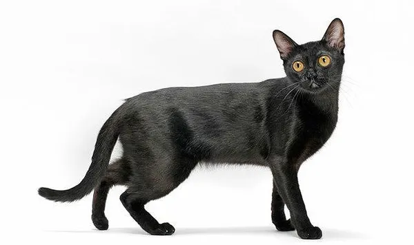 Бомбейская кошка черного окраса