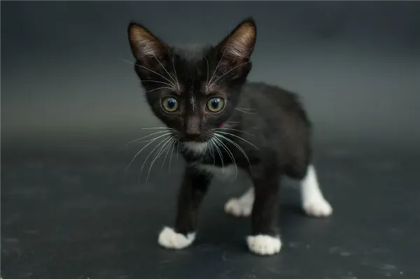 Имена для чёрных кошек и котов. Как назвать черного кота. 2