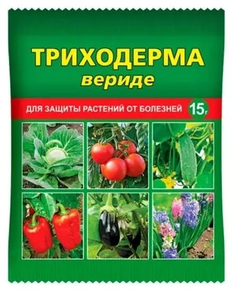 Как правильно проращивать семена помидоров на рассаду. Как прорастить семена помидор. 3