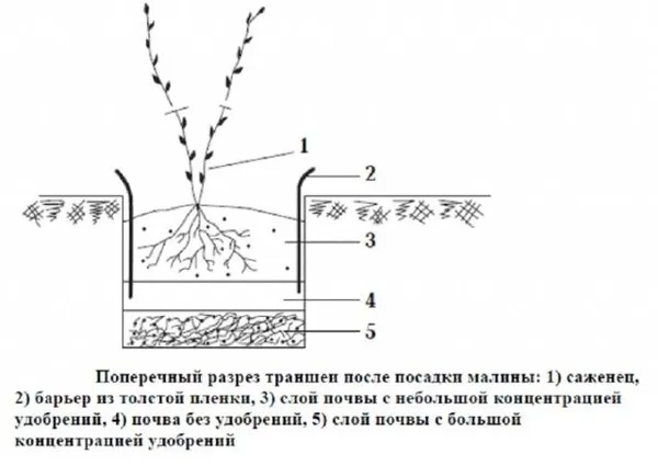 Малина Пересвет. Малина пересвет описание сорта. 4