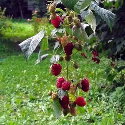 фото и описание малины пересвет