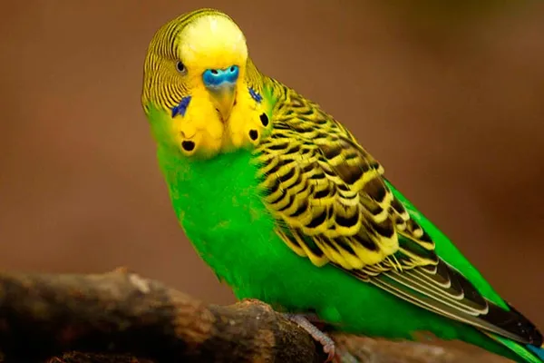Зеленый волнистый попугай