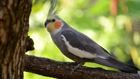 Оригинальные и необычные имена для попугаев
