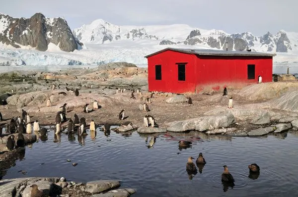 Пингвины на фоне антарктического пейзажа