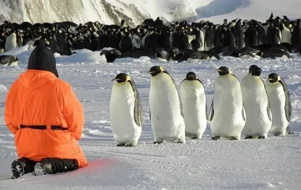 Переворачиватель пингвинов смотрит на пингвинов 
