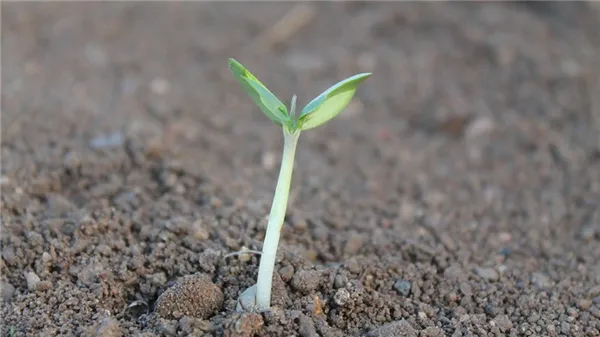 Сеянец огурца растет в земле
