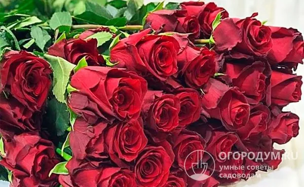 Описание сортов розы серии “Эксплорер” с отзывами и фото. Роза эксплорер фото и описание отзывы. 4