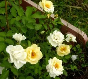 Описание сортов розы серии “Эксплорер” с отзывами и фото. Роза эксплорер фото и описание отзывы. 3