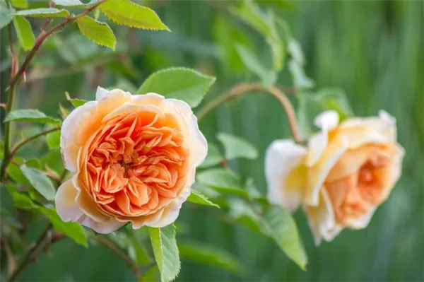 Необычный окрас, неприхотливость в уходе, хорошая зимостойкость — роза Принцесса Маргарет. Принцесса маргарет роза. 4