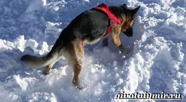 Собака-спасатель-Породы-собак-спасателей-их-описание-особенности-и-обучение-4