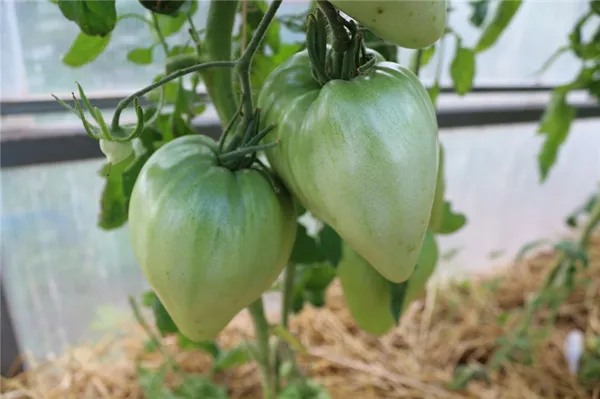 помидоры бычье сердце отзывы фото урожайность