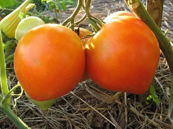 выращивание томата бычье сердце
