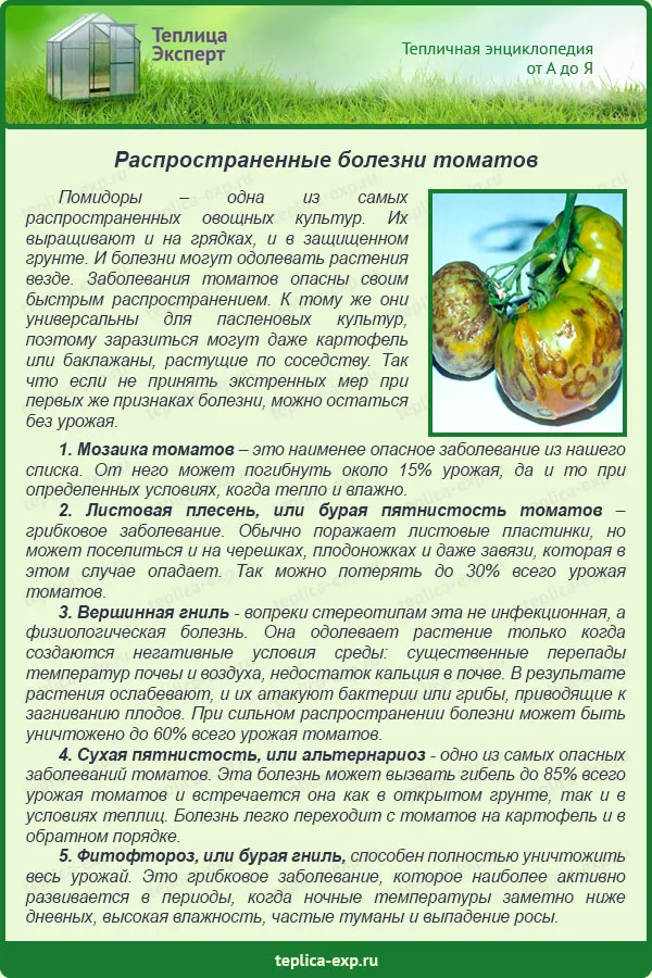 Распространенные болезни томатов
