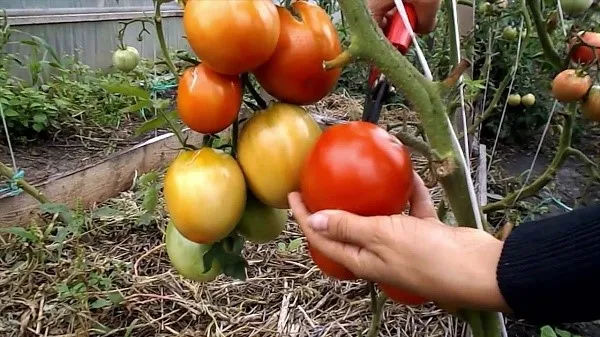 Куда вы высадите помидоры, определит климат региона вашего нахождения, однако, мы рекомендуем все же останавливаться на тепличном взращивании помидор этого сорта