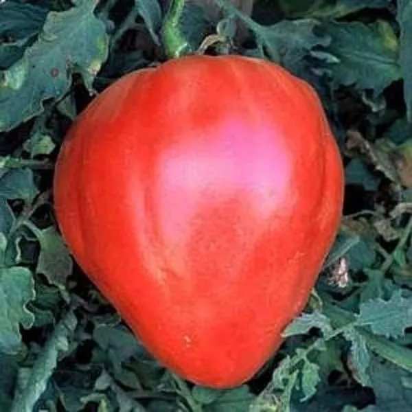 Свое название томаты интересующей нас разновидности получили из-за явной схожести с сердцем живых существ