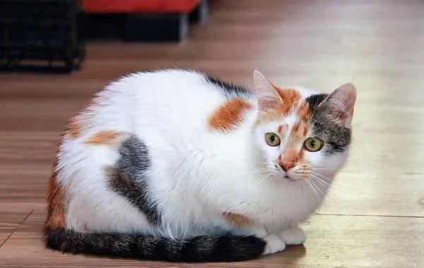 Трехцветная-кошка-Описание-особенности-приметы-и-породы-трёхцветных-кошек-5