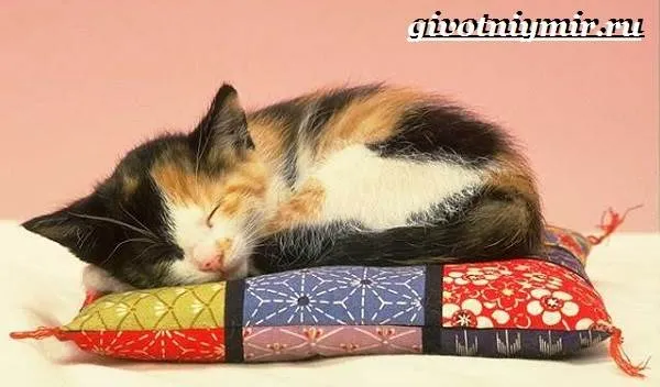 Трехцветная-кошка-Особенности-приметы-и-характер-трехцветных-кошек-6