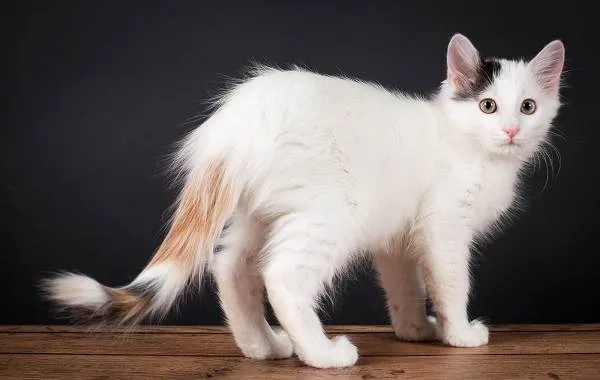 Трехцветная-кошка-Описание-особенности-приметы-и-породы-трёхцветных-кошек-6