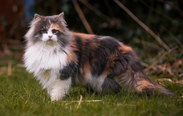 Трехцветная-кошка-Описание-особенности-приметы-и-породы-трёхцветных-кошек-8