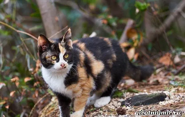 Трехцветная-кошка-Особенности-приметы-и-характер-трехцветных-кошек-10