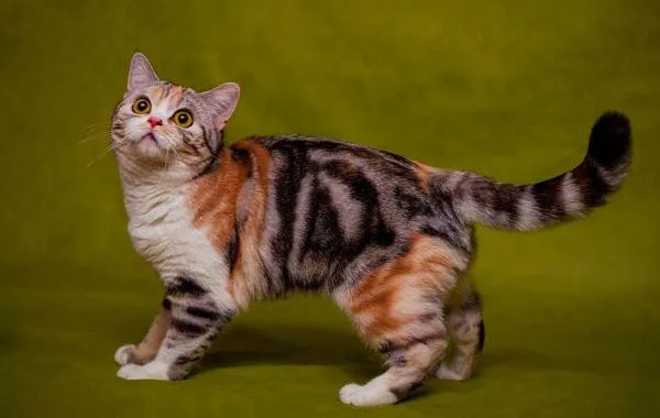Трехцветная-кошка-Описание-особенности-приметы-и-породы-трёхцветных-кошек-7