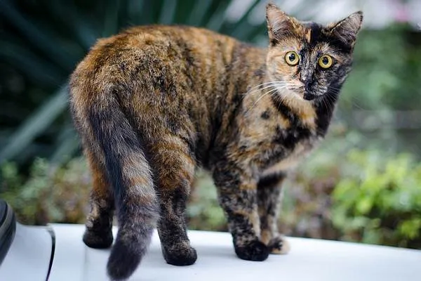 Трехцветная-кошка-Описание-особенности-приметы-и-породы-трёхцветных-кошек-3