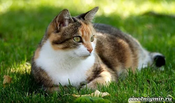 Трехцветная-кошка-Особенности-приметы-и-характер-трехцветных-кошек-12