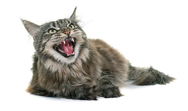 Злая кошка: самые агрессивные породы кошек, фото с описанием. Самая опасная кошка в мире. 2