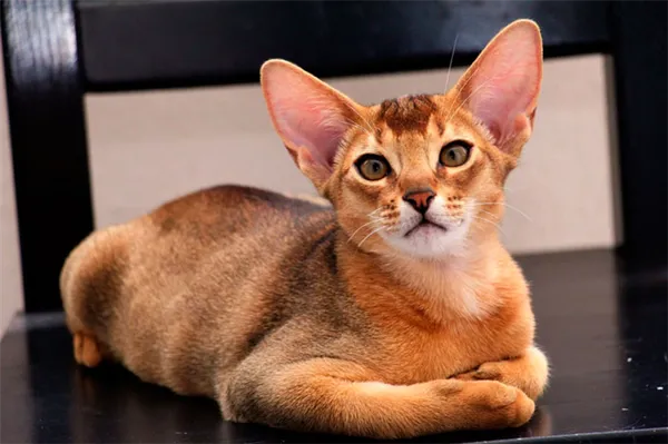 Злая кошка: самые агрессивные породы кошек, фото с описанием. Самая опасная кошка в мире. 3