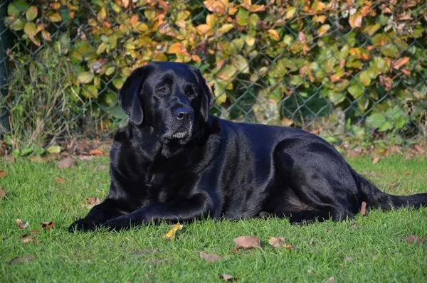 Черный лабрадор — характер собаки, возможный окрас. Черный лабрадор фото. 2