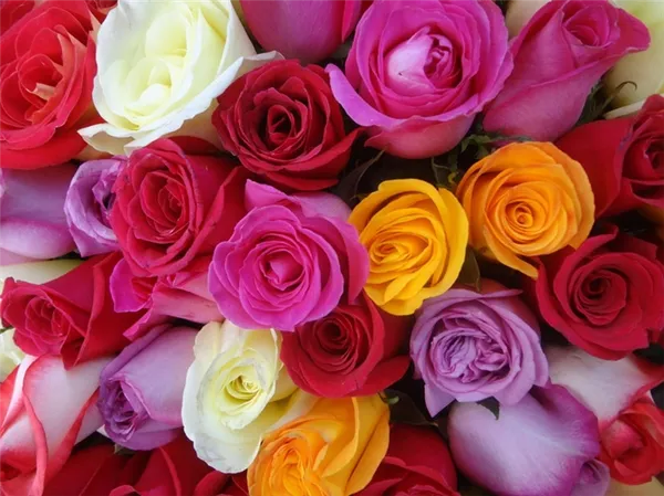 Что означают цвета роз на языке цветов. Оранжевые розы значение. 2