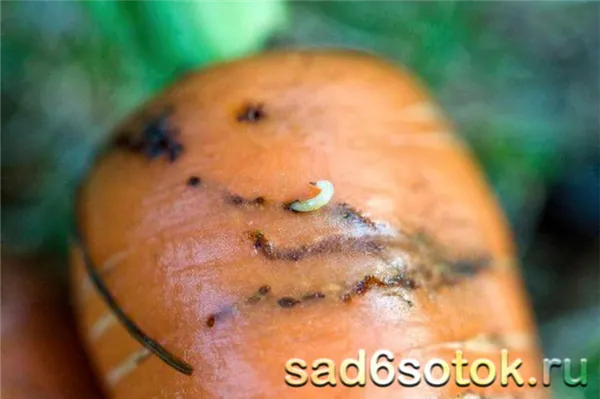 Личинки морковной мухи
