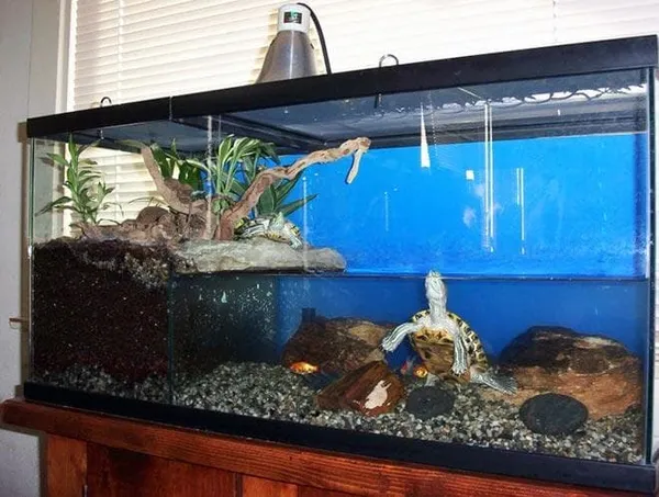 Высота аквариума для водной черепахи