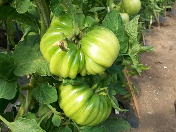 крупноплодный сорт томатов