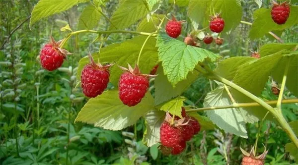 Нюансы выращивания ягод — где на участке посадить малину. Где растет малина. 4