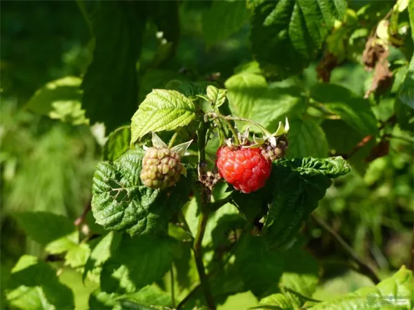 Нюансы выращивания ягод — где на участке посадить малину. Где растет малина. 2