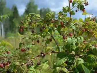 Нюансы выращивания ягод — где на участке посадить малину. Где растет малина. 8