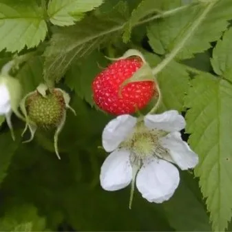 Нюансы выращивания ягод — где на участке посадить малину. Где растет малина. 7