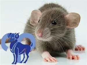 Овен-Крыса характеристика