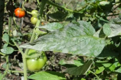 5 эффективных способов лечения мучнистой росы на помидорах. Профилактика заболевания