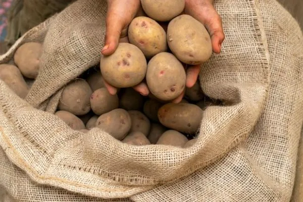 Типы репродукции картофеля