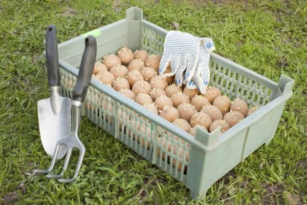 Особенности размножения картофеля