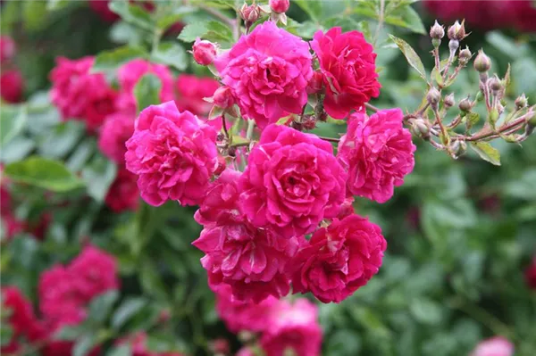 Роза Эксцельза (Excelsa) — описание сорта. Роза плетистая эксцельза. 3