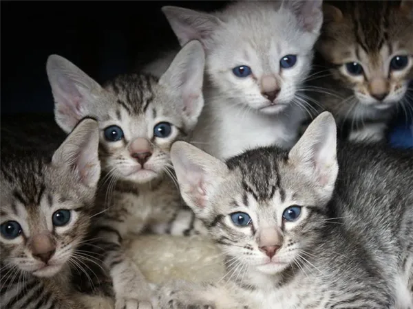 Кошки породы Серенгети