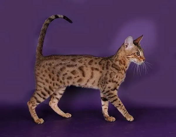 Серенгети кошка коричневато-серый с темно-коричневыми пятнами
