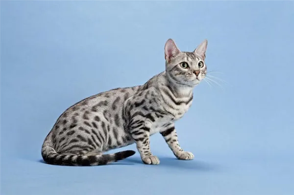 Порода кошки Серенгети