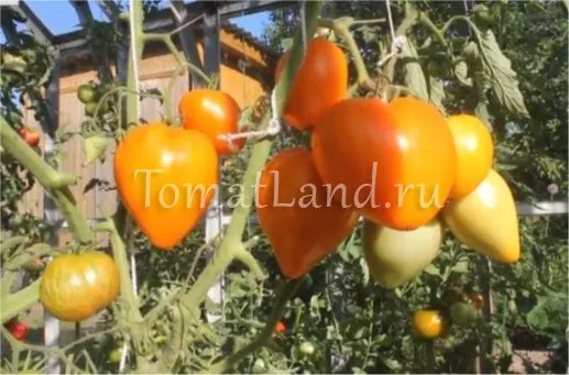 томаты лискин нос фото описание